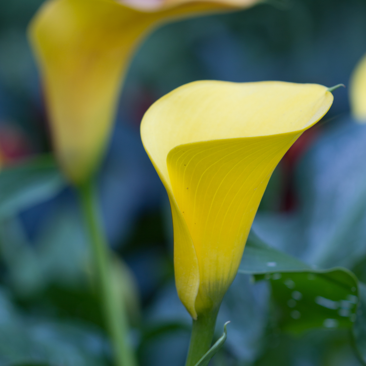 Calla Rudolph 40cm Calla 'Ruby' - Yellow - Height 30-40cm - ⌀12cm – Lincspplants