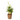 Calla 'Ruby' - White - Height 30-40cm - ⌀12cm