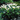 Calla 'Ruby' - White - Height 30-40cm - ⌀12cm