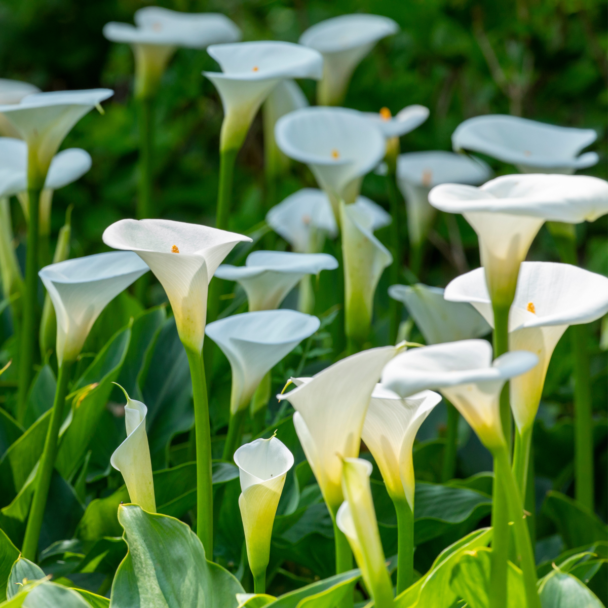 Calla Rudolph 40cm Calla 'Ruby' - White - Height 30-40cm - ⌀12cm – Lincspplants
