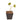 Lincolnshire Pond Plants Ltd - Nupar Lutea - Brandy Bottle - Native Yellow Water Lily - Potted - Marginal Pond Plants - Fish or Wildlife Pond and bog Aquatic Plants