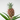Miniature Pineapple plant - Ananas comosus 'Mi Amigo' - Height 35-45cm - ⌀12cm
