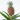 Miniature Pineapple plant - 2 pcs. - Ananas 'Mi Amigo' - Height 35-45cm - ⌀12cm