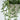 String of Bananas - 2 pcs. - Senecio radicans - Height 10-20cm - ⌀12cm