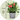 Crown of thorns - Euphorbia 'Milii' - Height 25-35cm - ⌀13cm
