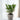 ZZ Plant - Zamioculcas Emerald - Height 70-80cm - ⌀21cm