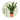 ZZ Plant - Zamioculcas Emerald - Height 70-80cm - ⌀21cm