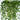 String of Pearls - 2 pcs. - Senecio rowleyanus - Height 10-20cm - ⌀12cm