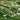Ranunculus aquatillis x 5 Bunch - Oxygenating Pond Plant - Fish or wildlife pond and bog aquatic plants