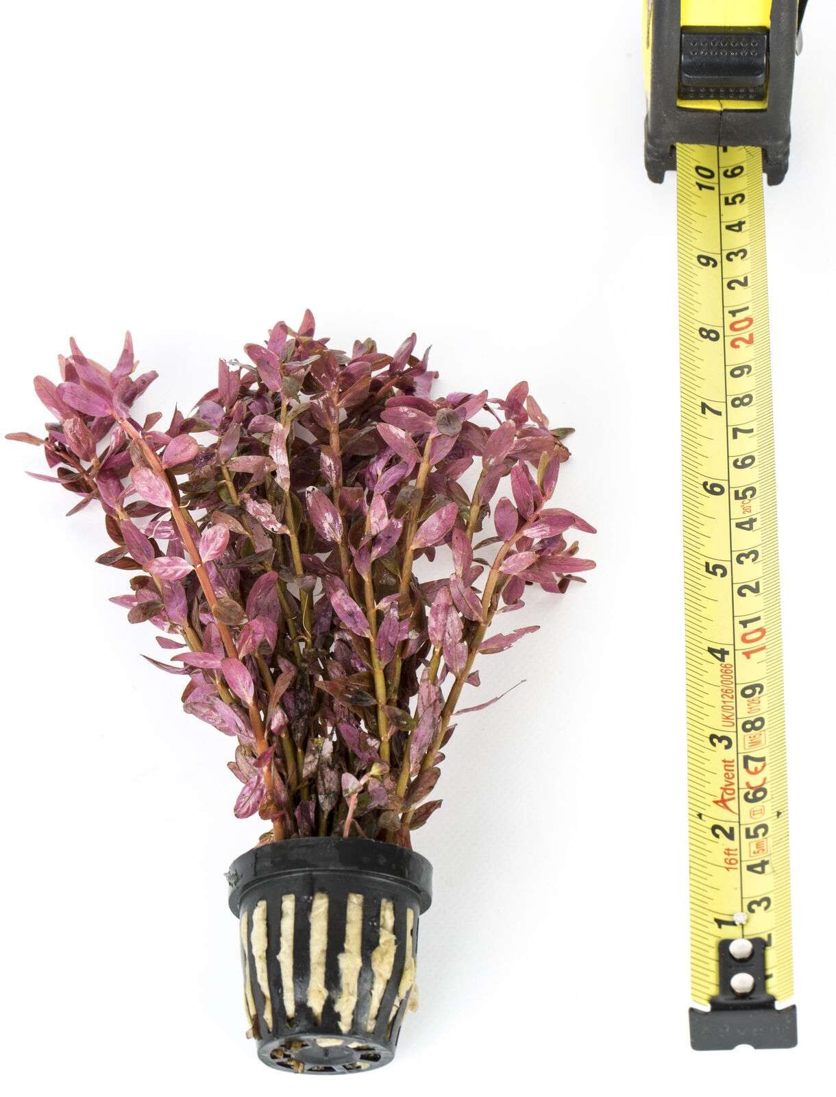 Rotala Indica x 50 loose Live aquarium plant Rotundifolia pink red tro ...