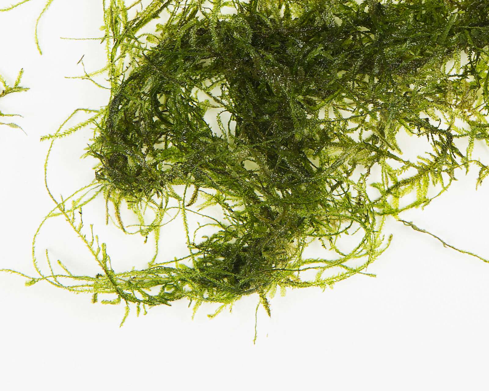 Live Java Moss JAVA MOSS - 50g - live aquarium carpet plant bogwood ornament fish fry ...