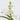 Vanda Orchid - Vanda 'White' - Height 40-50cm - ⌀14cm