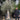 Olive Tree 110L Bonsai Specimen (Girth 40-60cm) 220-240cm Height