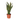 Snake Plant - Sansevieria trifasciata Laurentii - Height 40-50cm - ⌀14cm