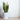 Snake Plant - Sansevieria trifasciata Laurentii - Height 60-70cm - ⌀17cm