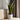 Snake plant - Sansevieria trifasciata Laurentii - Height 65-75cm - ⌀21cm