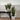 Snake plant - Sansevieria trifasciata Laurentii - Height 65-75cm - ⌀21cm