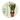 Snake plant - Sansevieria trifasciata Laurentii - Height 65-75cm - ⌀21cm