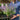 Nepeta 'Purrsian Blue' 9cm / 2L