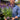 Salvia nemorosa Salute Deep Blue 2L