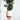Weeping fig - Ficus benjamina 'Danielle' - Height 100-110cm - ⌀21cm