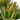 Money Tree - Mix of 5 Crassula ovata - Height 10-25 cm - Pot 12 cm