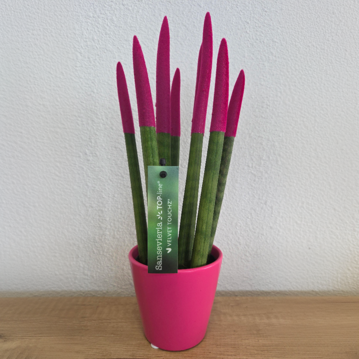 sansevieria velvet touch plant Snake Plant Velvet Touch - Sansevieria cylindrica - Height 20-40cm