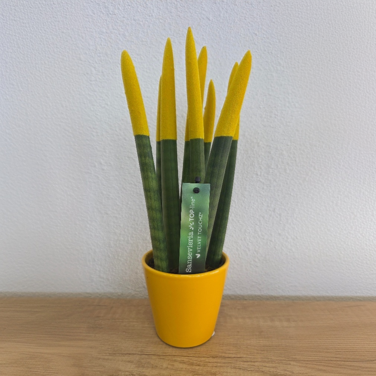 sansevieria velvet touch plants Snake Plant Velvet Touch - Sansevieria cylindrica - Height 20-40cm