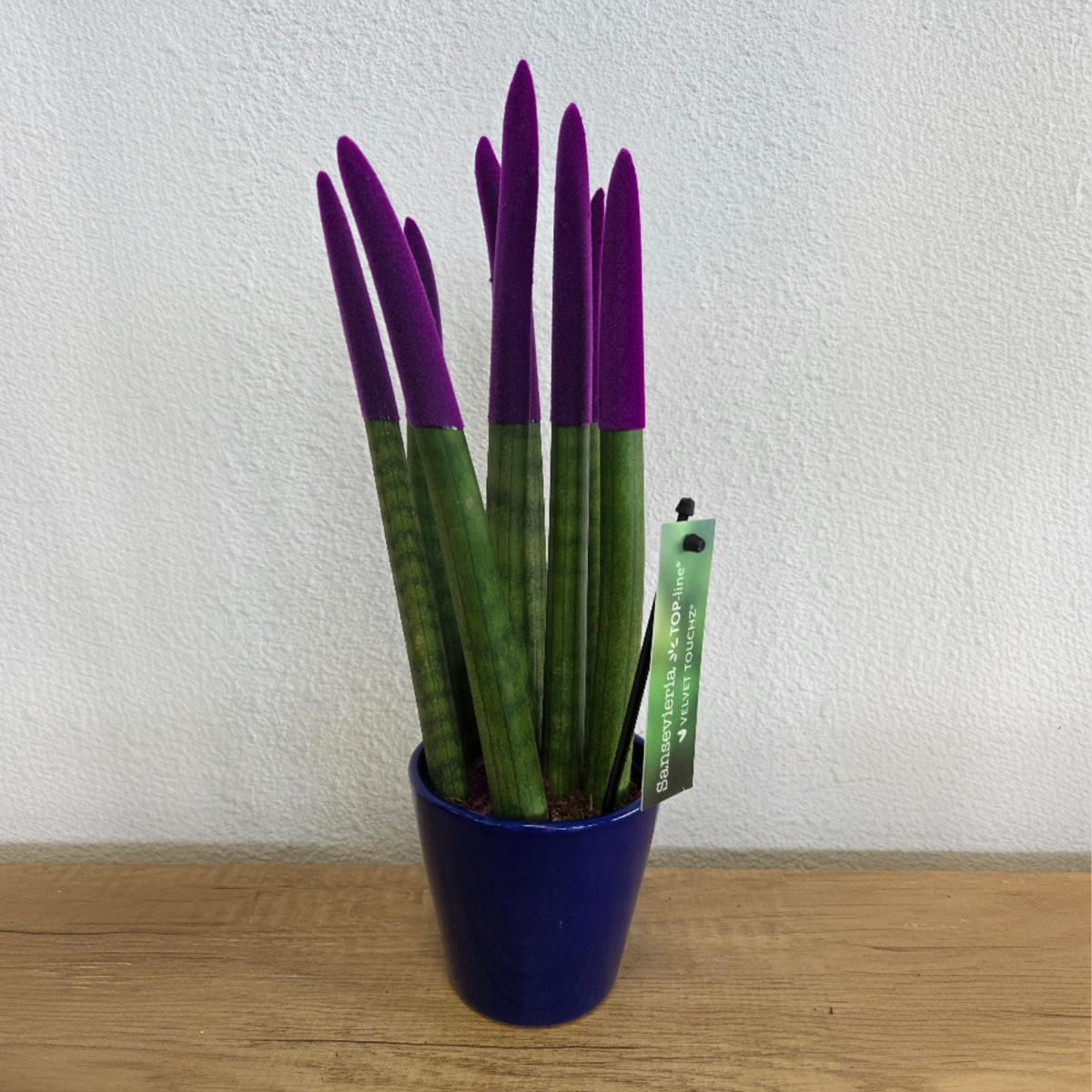 sansevieria top line velvet touchz Snake Plant Velvet Touch - Sansevieria cylindrica - Height 20-40cm