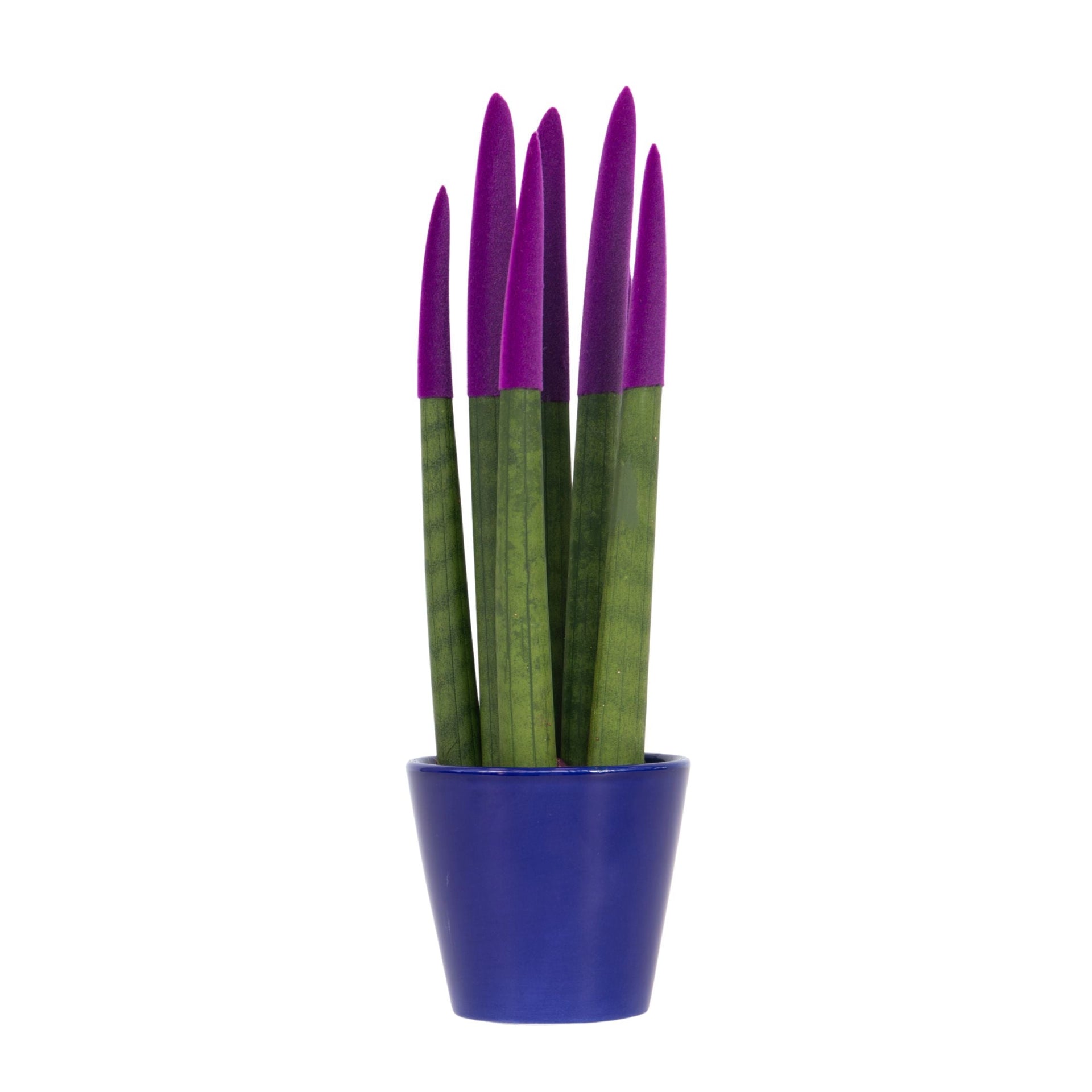 Snake Plant Velvet Touch - Sansevieria cylindrica - Height 20-40cm