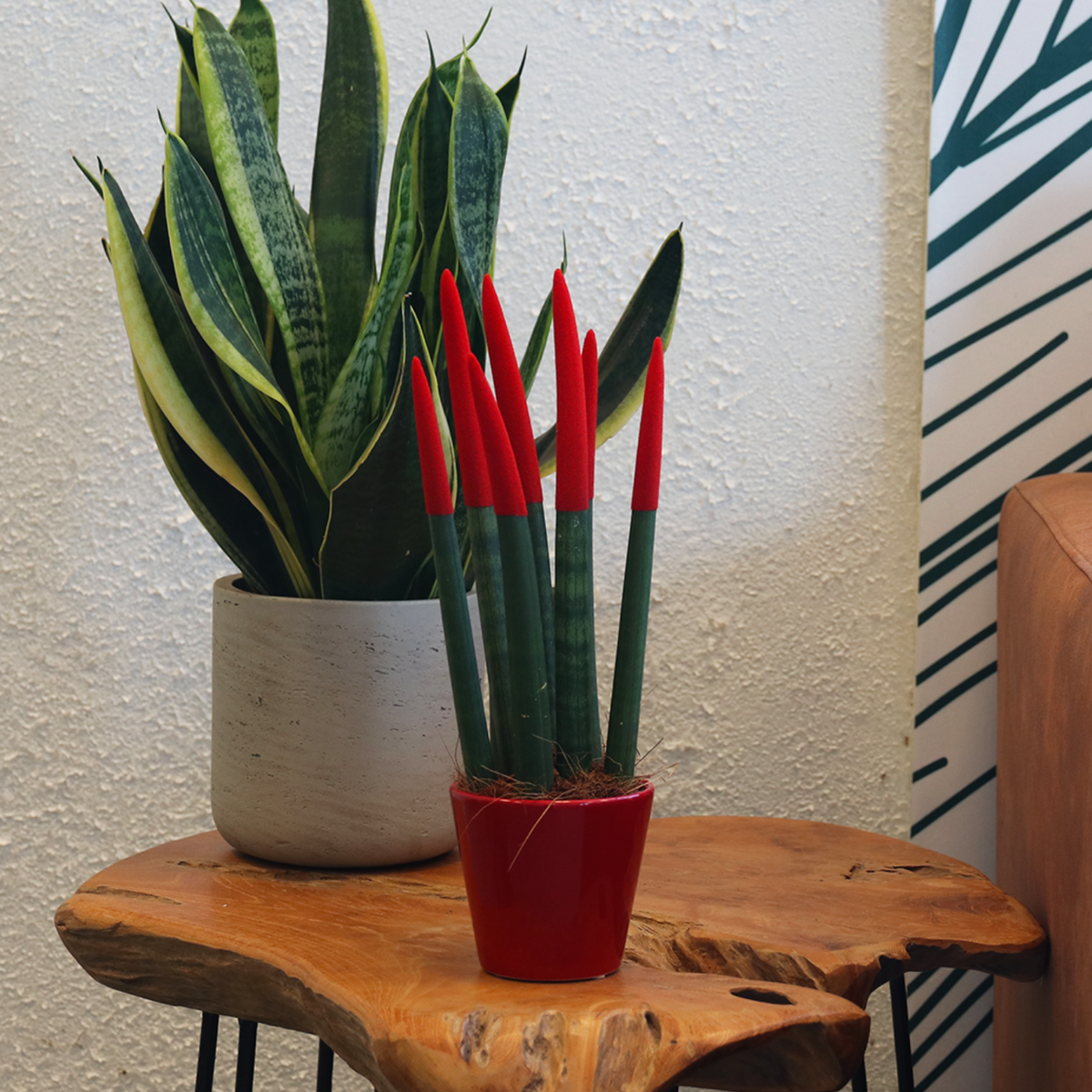 sansevieria cylindrica velvet touch Snake Plant Velvet Touch - Sansevieria cylindrica - Height 20-40cm