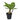 Hawaiian Palm - Brighamia insignis - Height 25-35cm - Pot 12cm