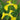 Iris Pseudata Kimboshi - Marginal Pond Plants - MP050A