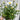 Leucanthemum x superbum Madonna'  9cm/1.5L