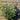 Viburnum tinus 'Eve Price' 9cm-7.5L