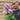 Phlox paniculata 'Pink Eye Flame' 2L