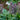 Acanthus hungaricus - 2026