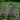 Acanthus mollis - 2026