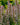 Acanthus spinosus - 2026
