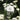 Achillea Millefolium 'Alabaster'