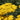 Achillea 'Coronation Gold' - 2026