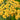 Achillea 'Inca Gold' - 2026