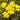 Achillea 'Moonshine' - 2026