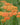 Achillea 'Terracotta' - 2026