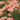 Achillea 'Tutti Frutti Apricot Delight' - 2026