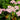 Achillea 'Tutti Frutti Pink Grapefruit' - 2026