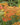 Achillea 'Walter Funcke' - 2026