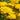 Achillea filipendulina - 2026