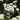 Achillea millefolium - 2026