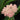 Achillea millefolium 'Apfelblüte' - 2026